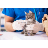 veterinário especialista em gatos agendar Cajamar
