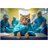veterinário especialista em gatos marcar Alto da Boa Vista