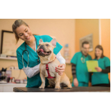 veterinário oncologista Higienopolis