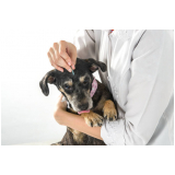 veterinário para animais de estimação agendar Santa Bárbara dOeste