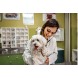 veterinário para cachorros agendar Granja Julieta