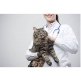 veterinário para gato Chácara Santo Antônio