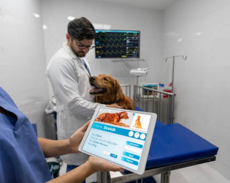 Ultrassom Abdominal Veterinário Marcar São Domingos - Ultrassom Canino
