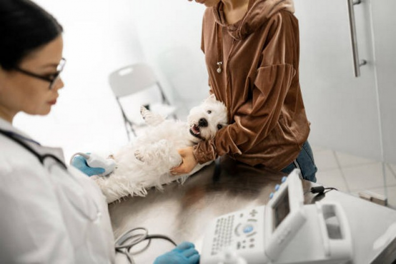 Ultrassom Veterinario Butantã - Ultrassom Canino