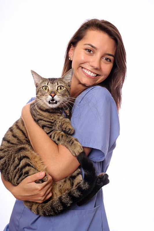 Veterinário Clínico Geral Agendar Mauá - Veterinário para Gatos