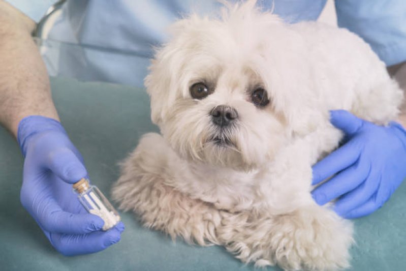 Veterinário Homeopata Agendar Santo Amaro - Homeopata para Cachorro