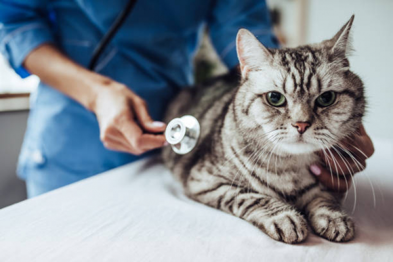 Veterinário Oftalmologista Agendar Alto da Boa Vista - Veterinário para Gatos