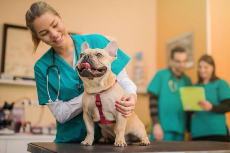 Veterinário Oncologista Araraquara - Veterinário para Cachorros