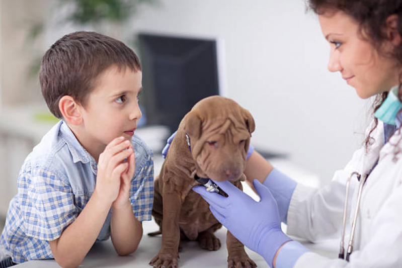 Veterinário Ortopedista Agendar Higienopolis - Veterinário para Cachorros