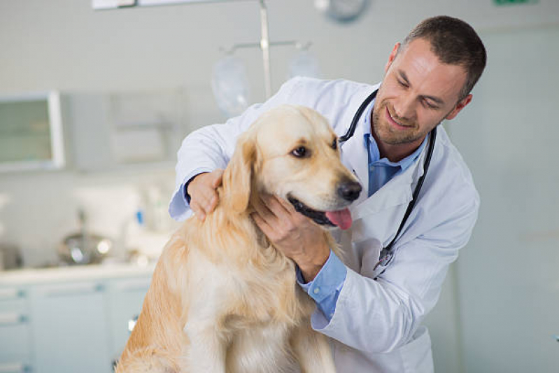 Veterinário Ortopedista Marcar Vila Hamburguesa - Veterinário para Cachorros