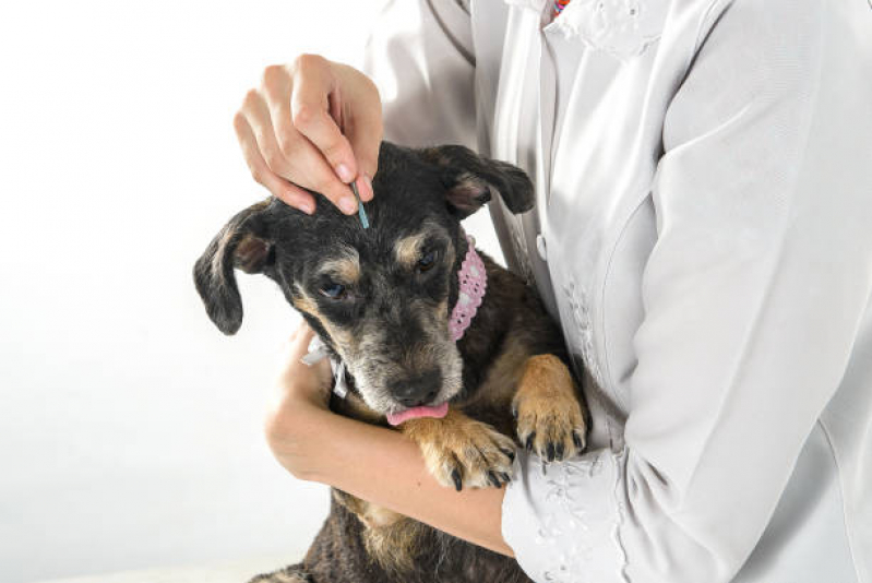 Veterinário para Animais de Estimação Agendar Franca - Veterinário para Cachorros