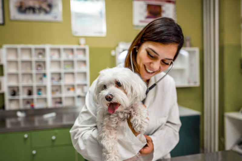 Veterinário para Cachorros Agendar Guararapes - Veterinário Ortopedista