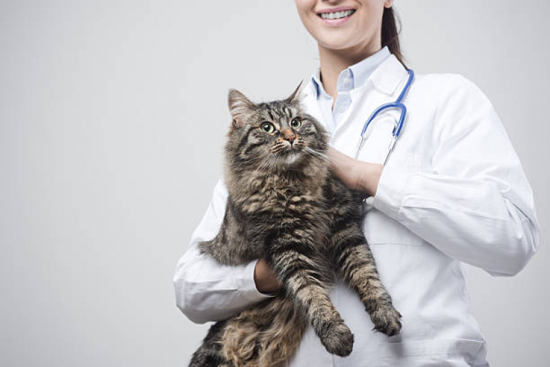 Veterinário para Gato Perdizes - Veterinário Clínico Geral Zona Oeste