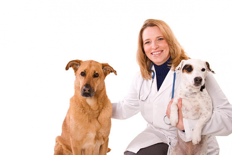 Veterinário para Gatos Vila Leopoldina - Veterinário para Cachorros