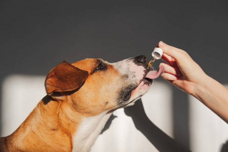 Veterinários Homeopatas Agendar Alto de Pinheiros - Homeopata para Cachorros